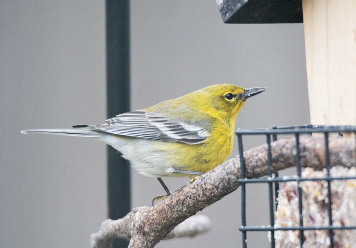 Pine Warbler - John Lindsey