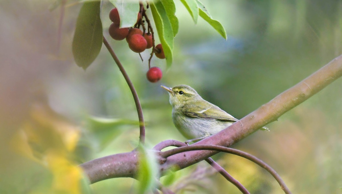 Green Warbler - Itamar Donitza