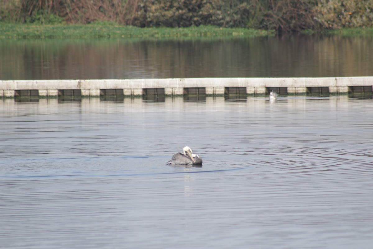 Brown Pelican - ML496063991