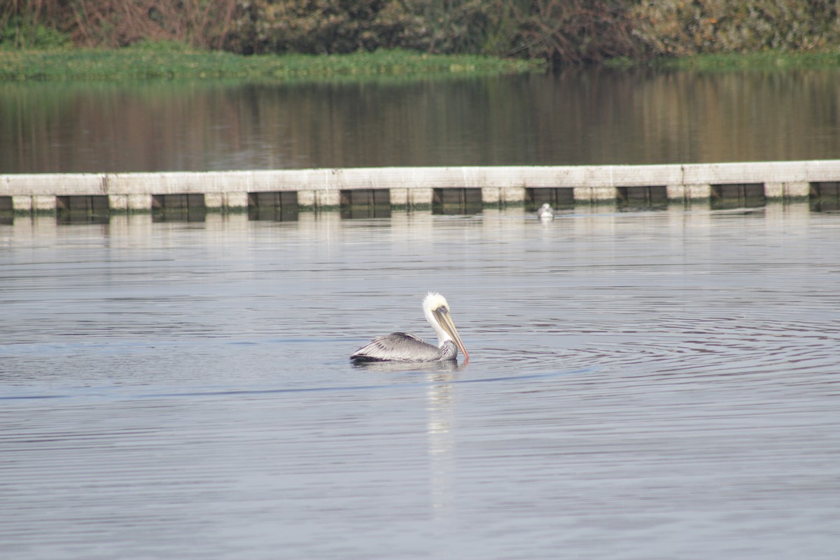 Brown Pelican - Noah Morales