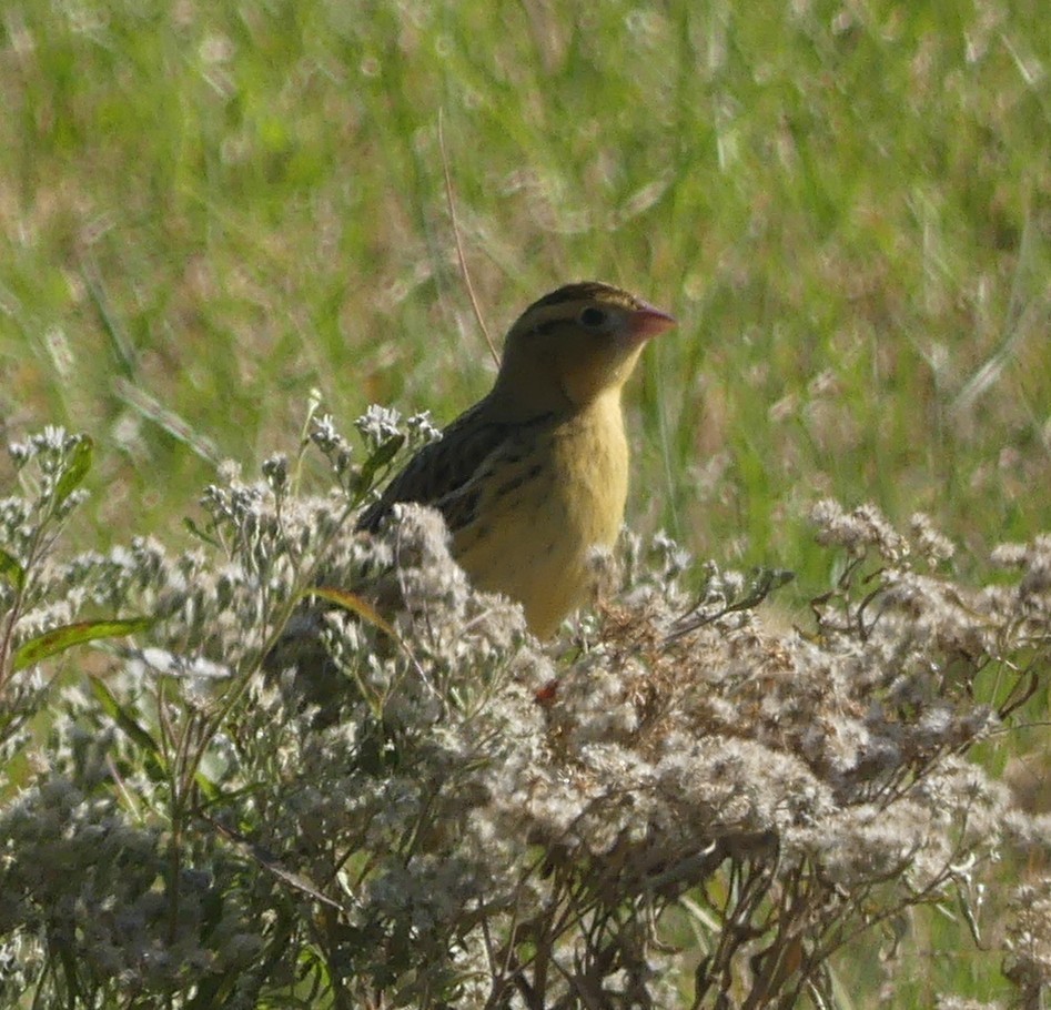 Bobolink - ML496064361