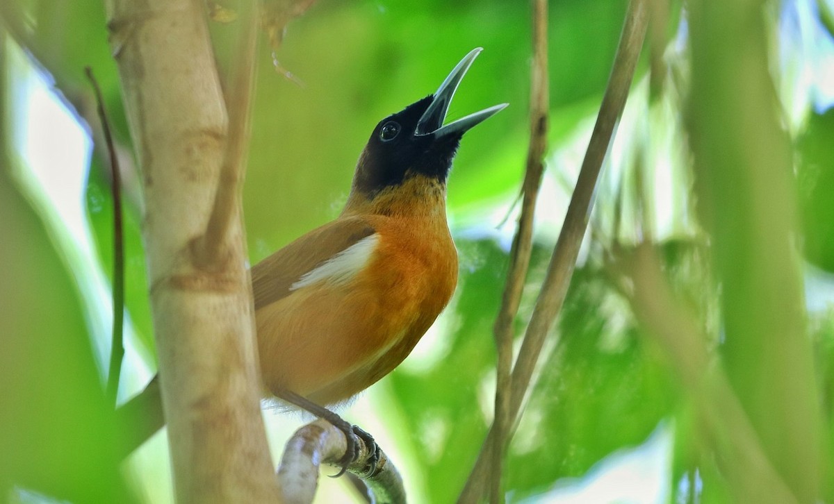 Rennell Shrikebill - Joshua Bergmark | Ornis Birding Expeditions