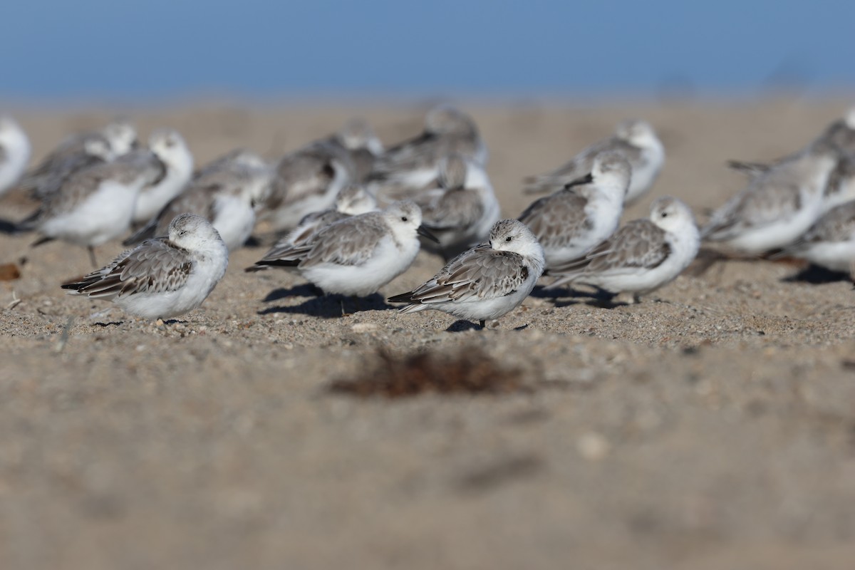 Sanderling - Brandon Stidum