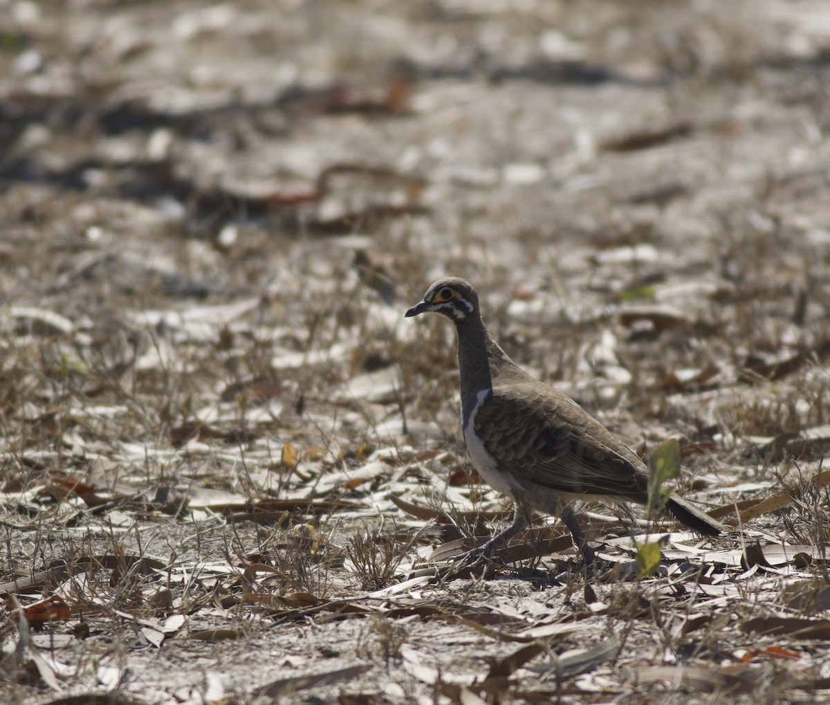 Squatter Pigeon - ML496065241