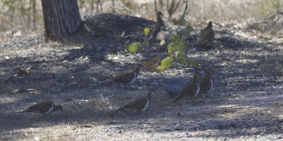 Squatter Pigeon - ML496065251