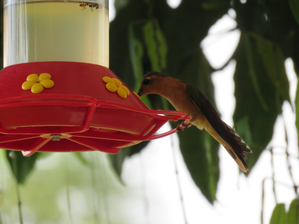 kolibřík pestroocasý - ML49606551