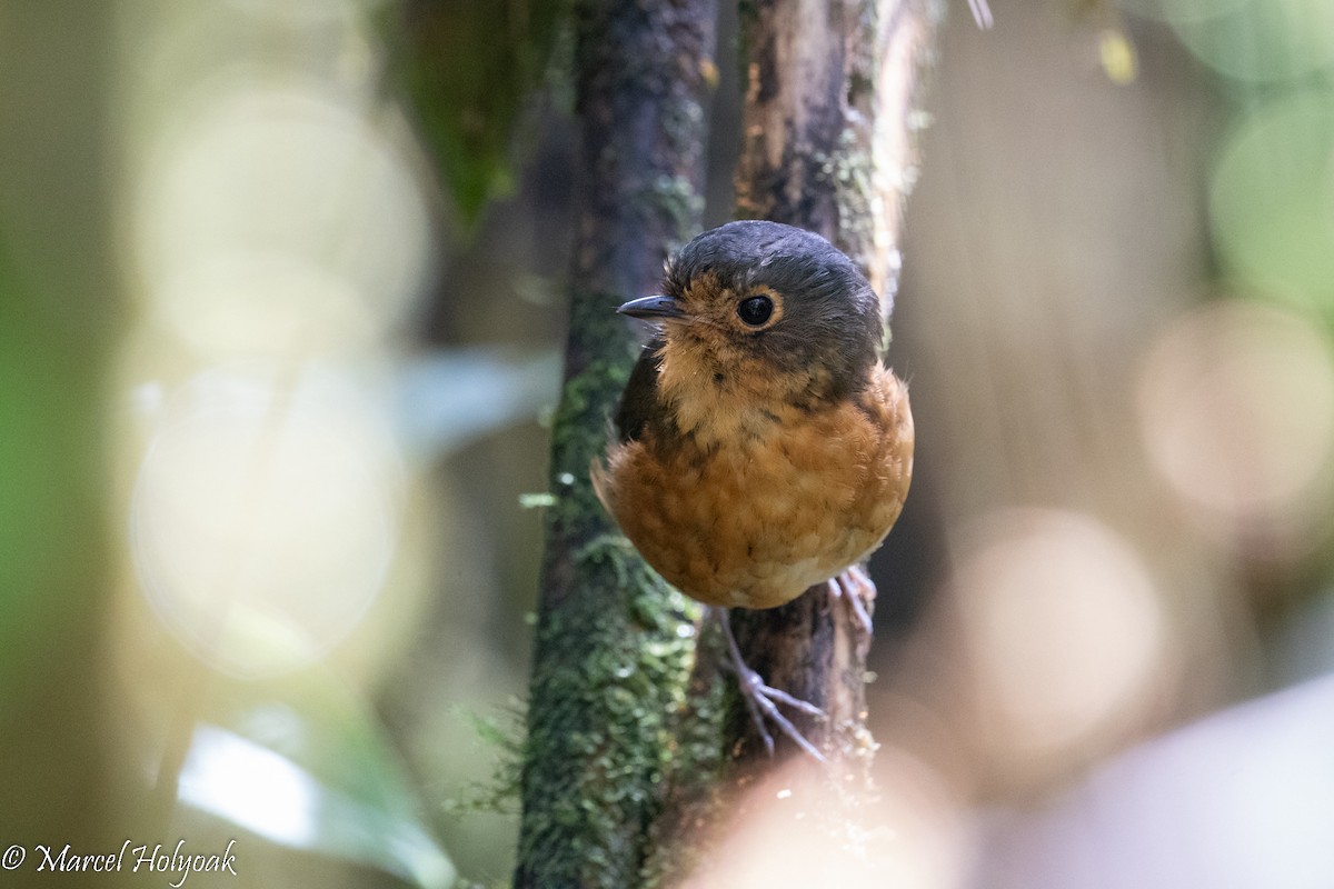 Slate-crowned Antpitta - ML496066461