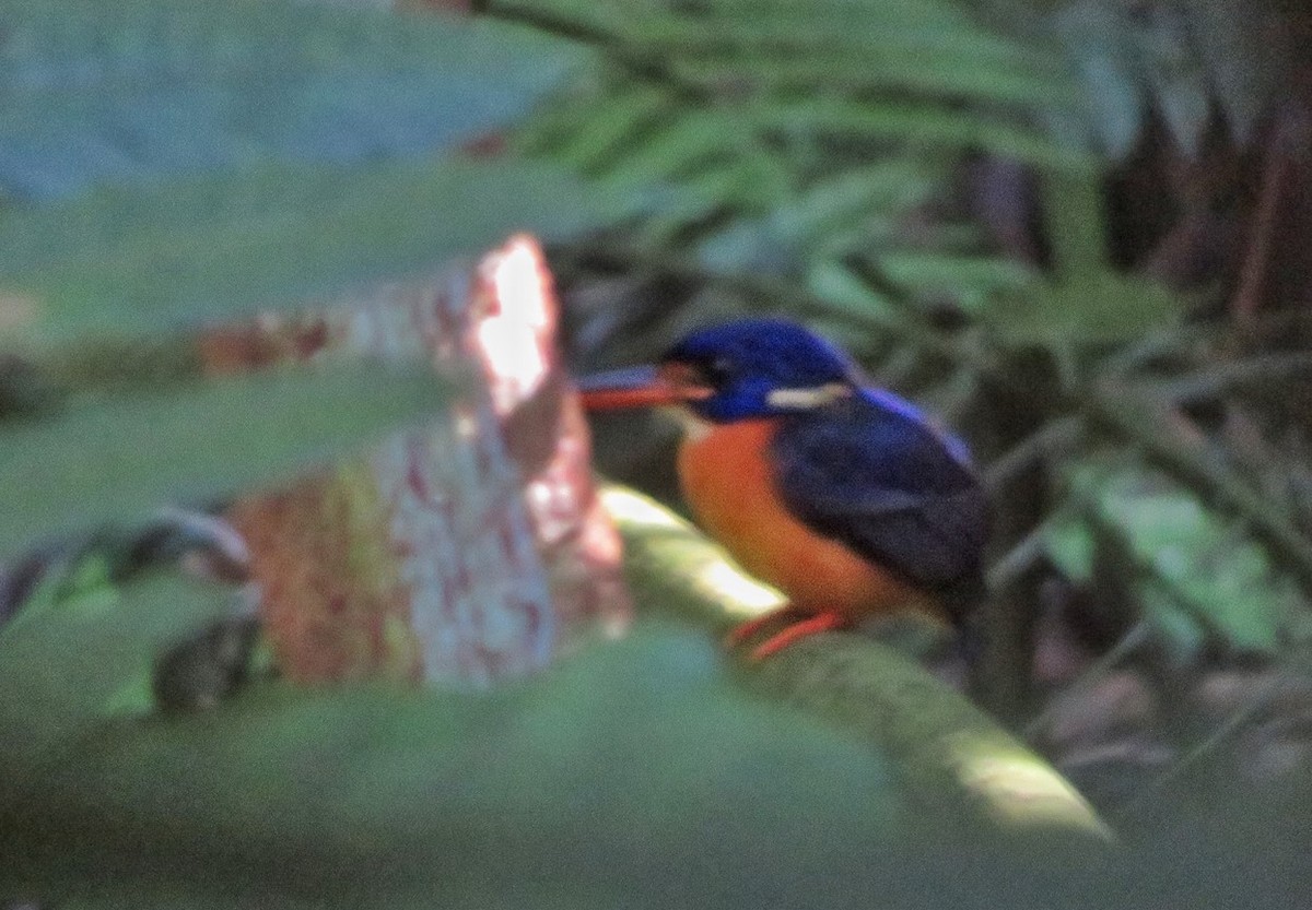 Guadalcanal Dwarf-Kingfisher (Guadalcanal) - Joshua Bergmark | Ornis Birding Expeditions