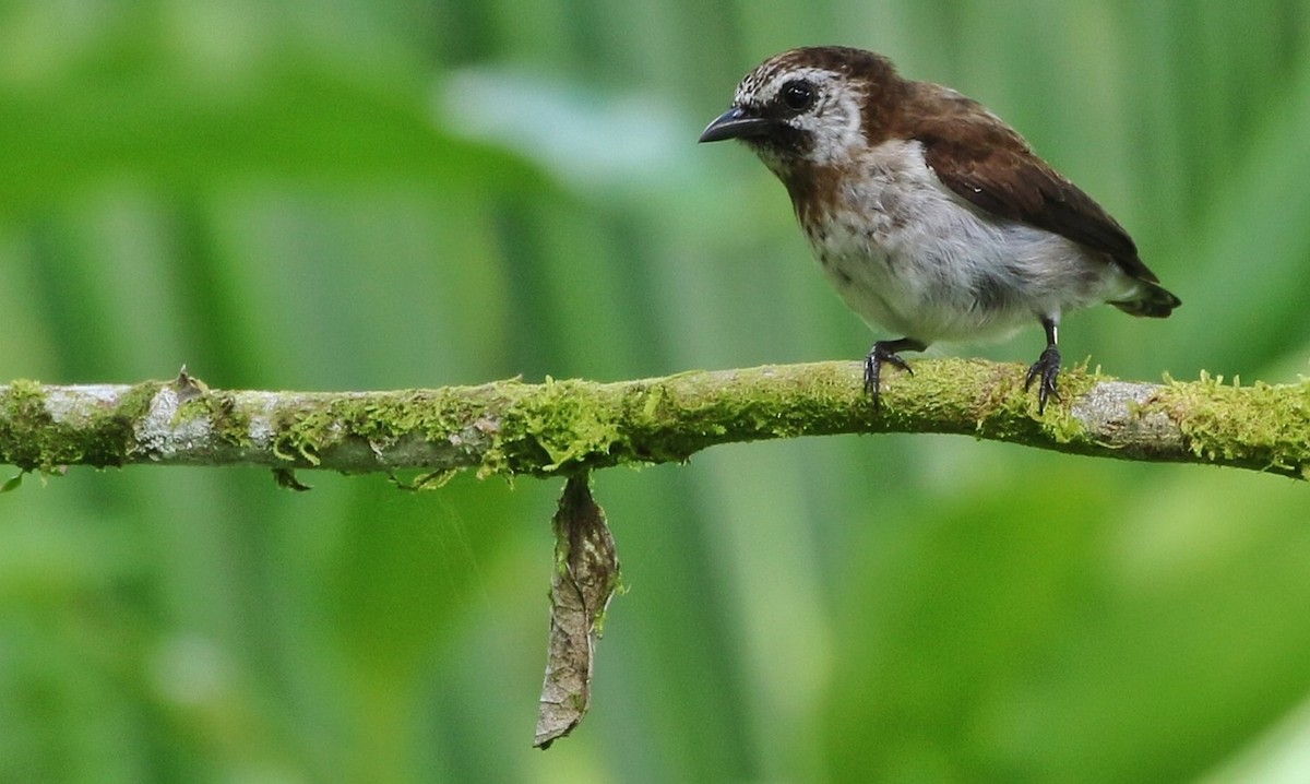 Mottled Flowerpecker - ML496067901