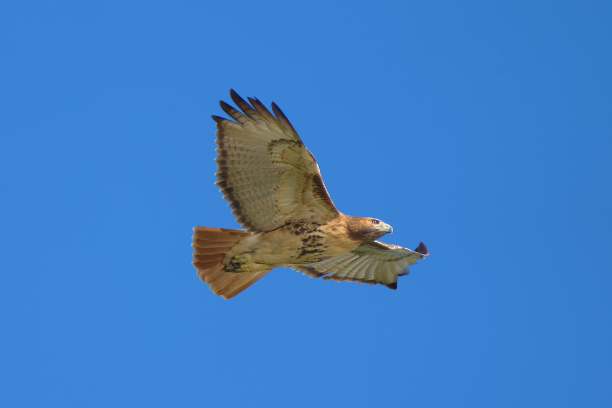 Red-tailed Hawk - ML496068081