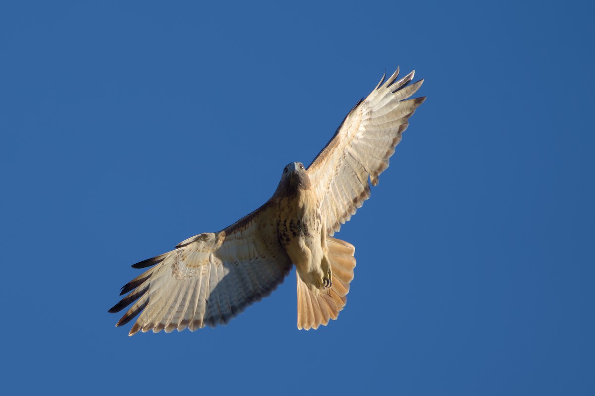 Red-tailed Hawk - ML496068091