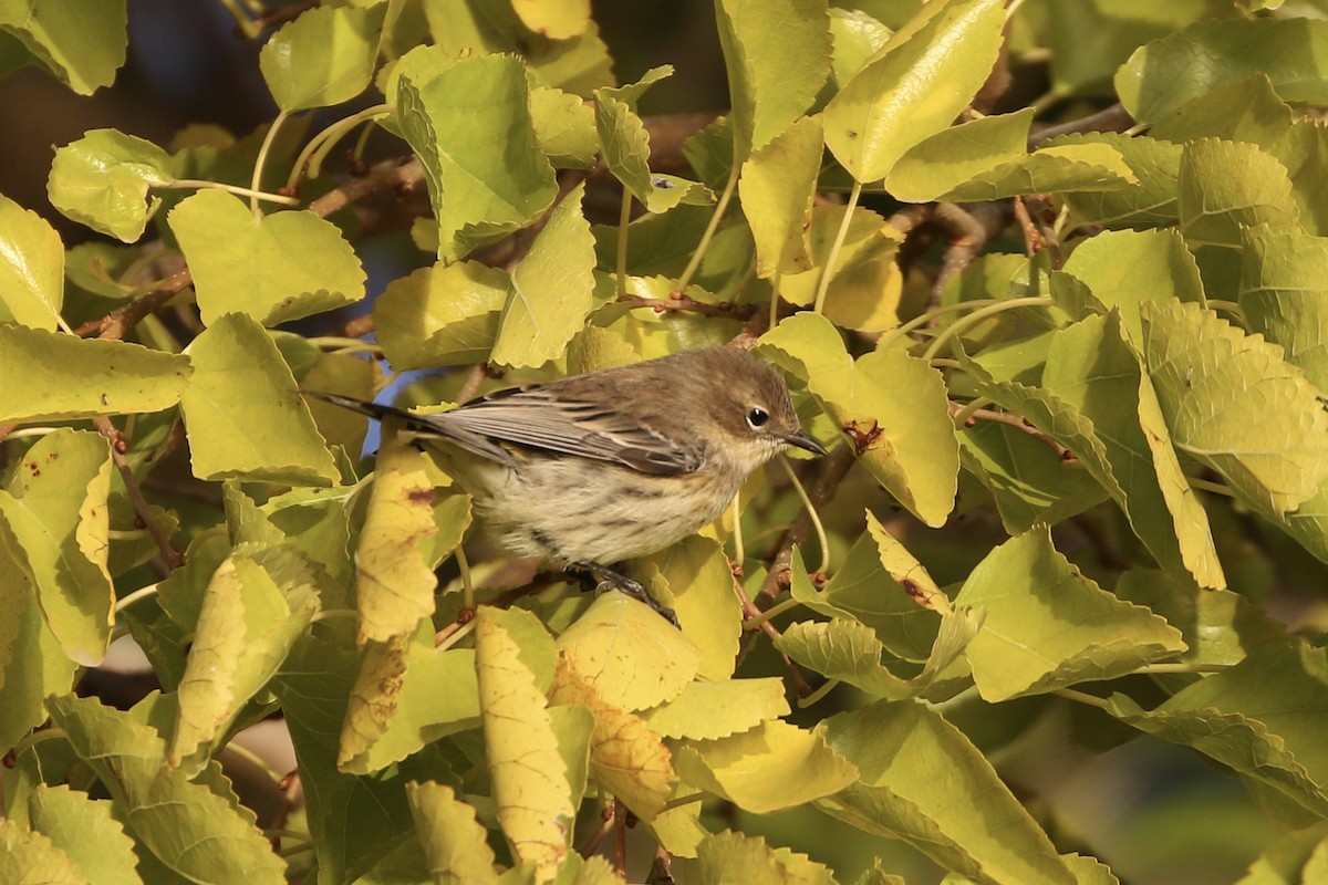 Yellow-rumped Warbler - ML496068241