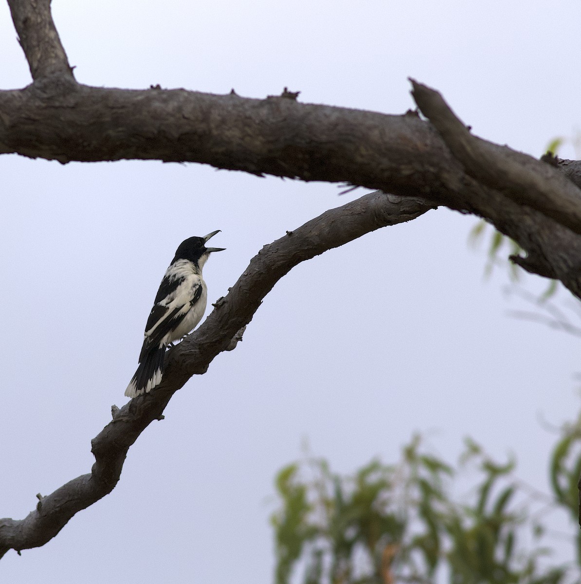 Black-backed Butcherbird - Andrew Barski