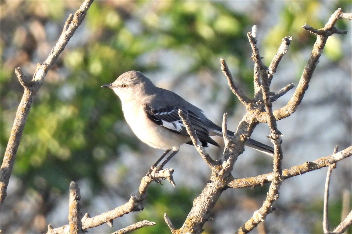 Northern Mockingbird - ML496068441