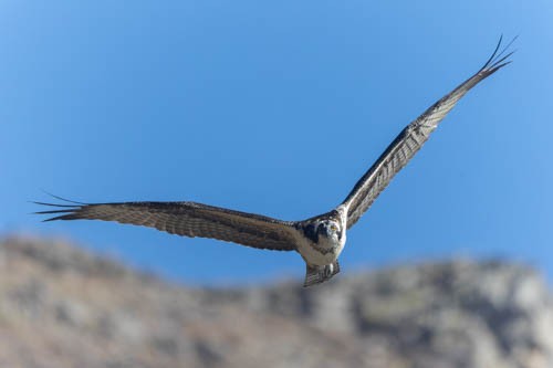 Balbuzard pêcheur - ML496068761