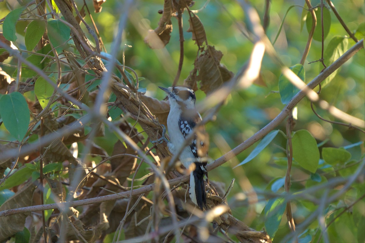 Downy Woodpecker - ML496068931
