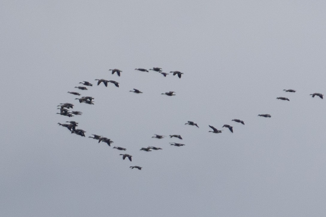 Branta kanadar txikia - ML496069921