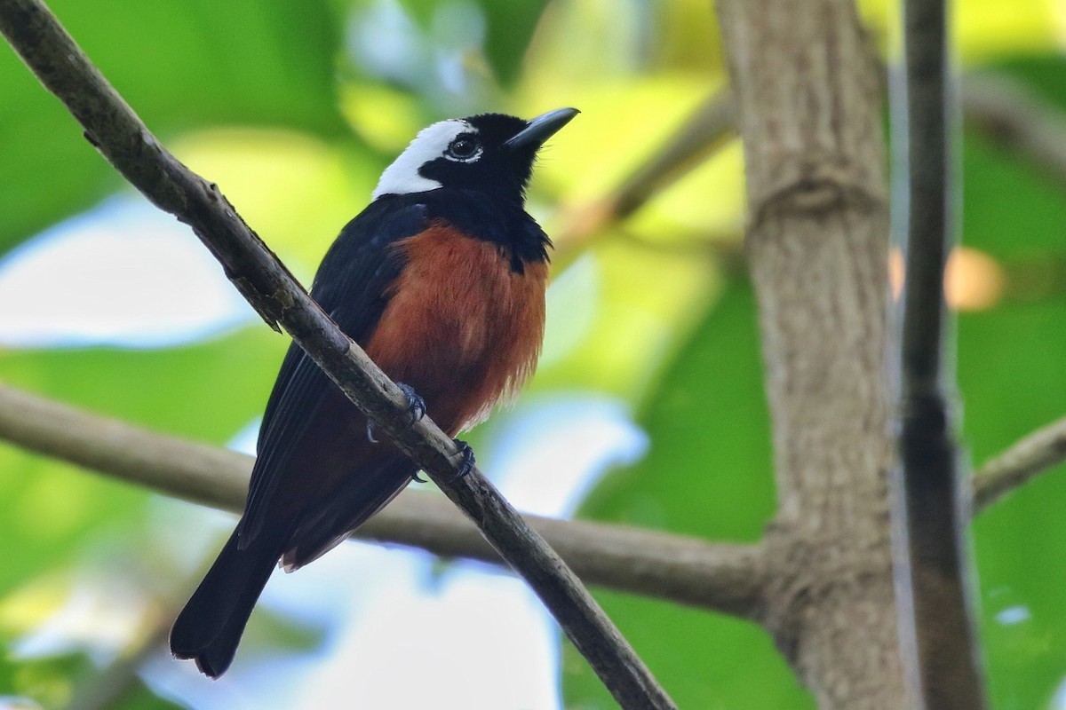 White-capped Monarch - Joshua Bergmark | Ornis Birding Expeditions