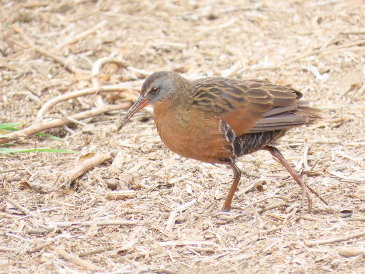 Virginia Rail - ML496071081