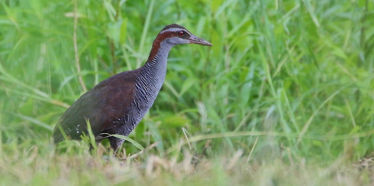 Roviana Rail - Joshua Bergmark | Ornis Birding Expeditions