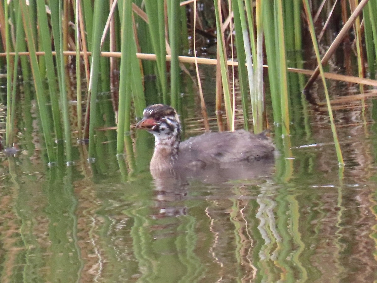 Pied-billed Grebe - Alane Gray