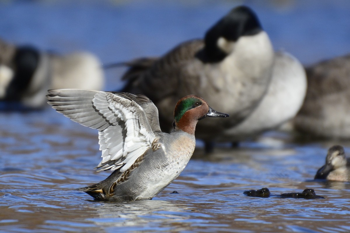 Green-winged Teal - ML496073201