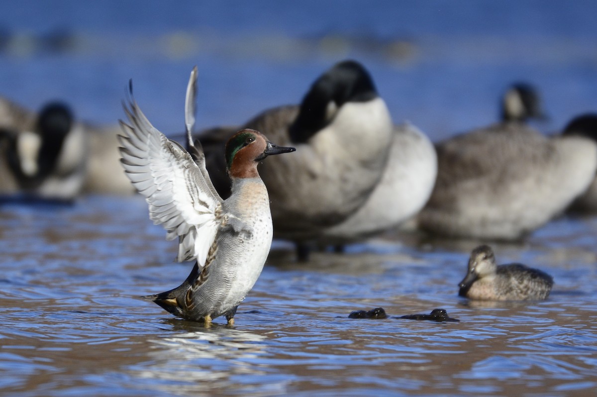 Green-winged Teal - ML496073231