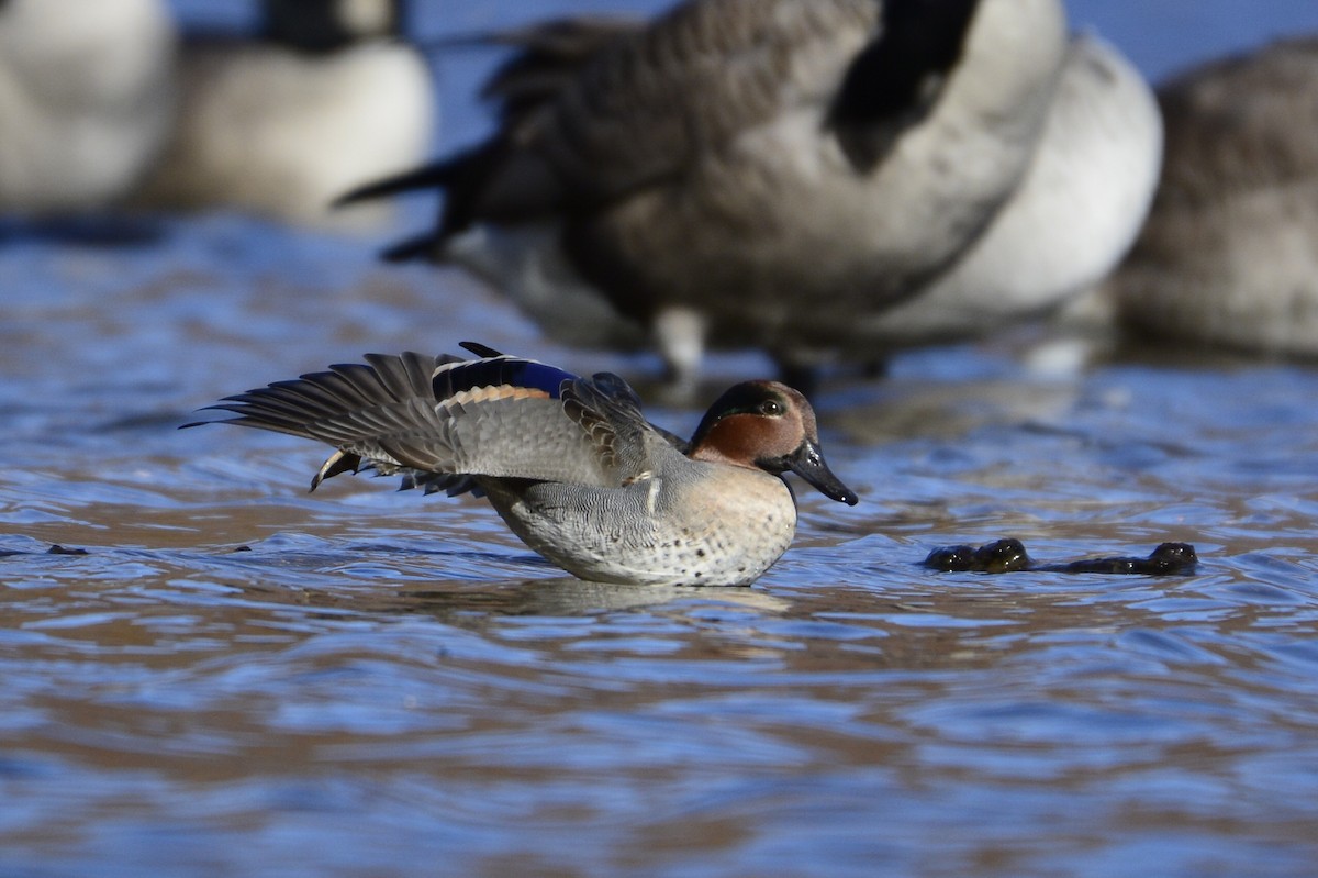 Green-winged Teal - ML496073411
