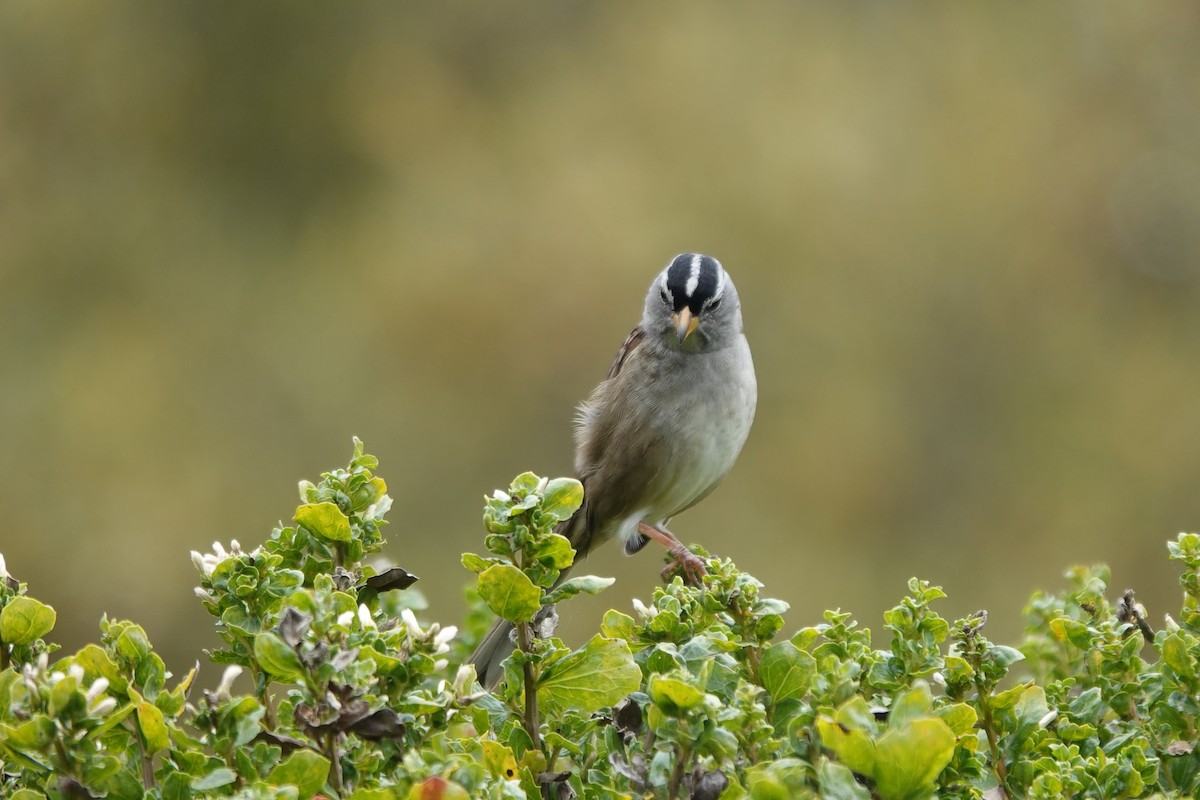 White-crowned Sparrow - ML496073441