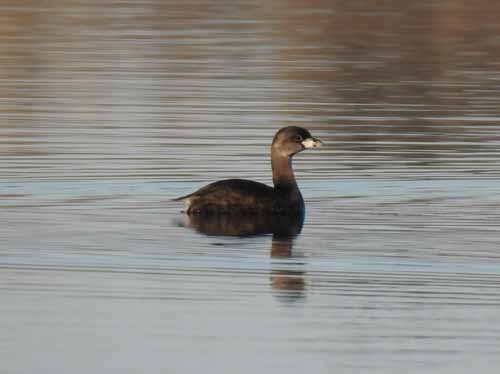 Pied-billed Grebe - ML49607431