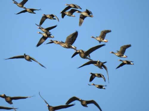 Greater White-fronted Goose - ML49607501