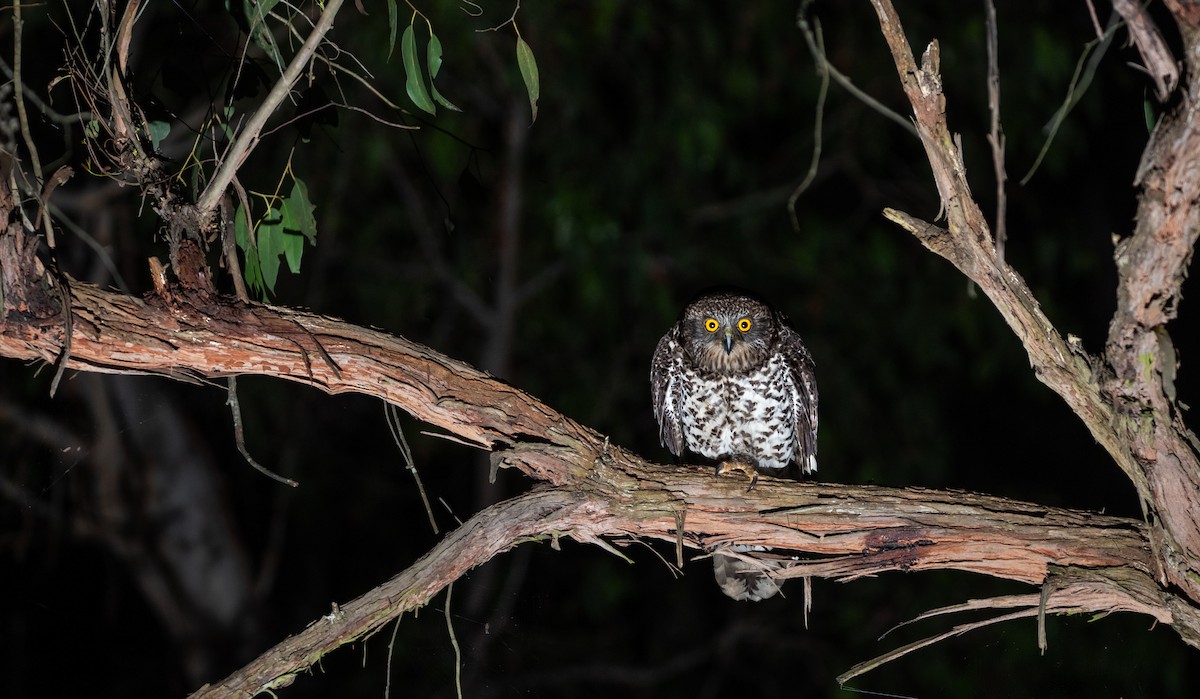 Powerful Owl - Caleb robins