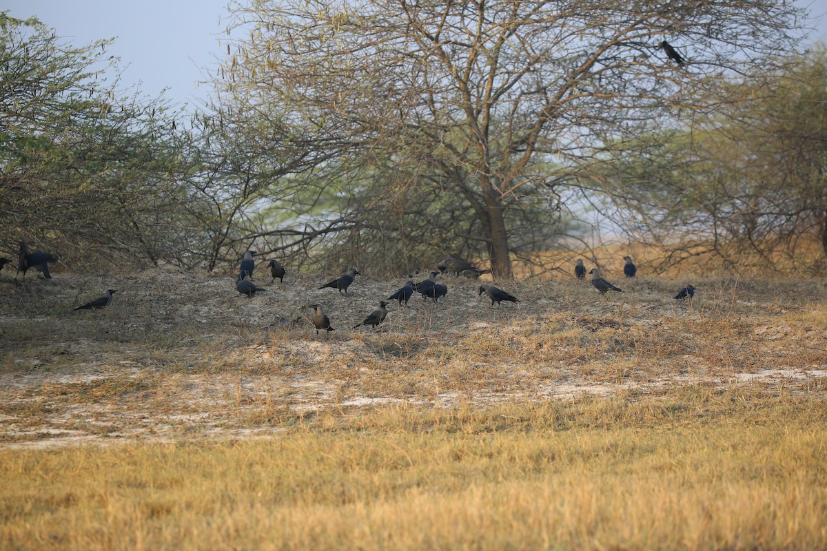 House Crow - ML49607551