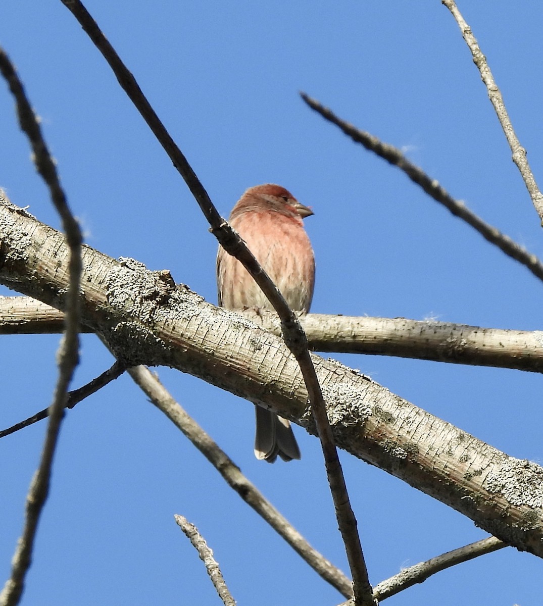 House Finch - ML496077091