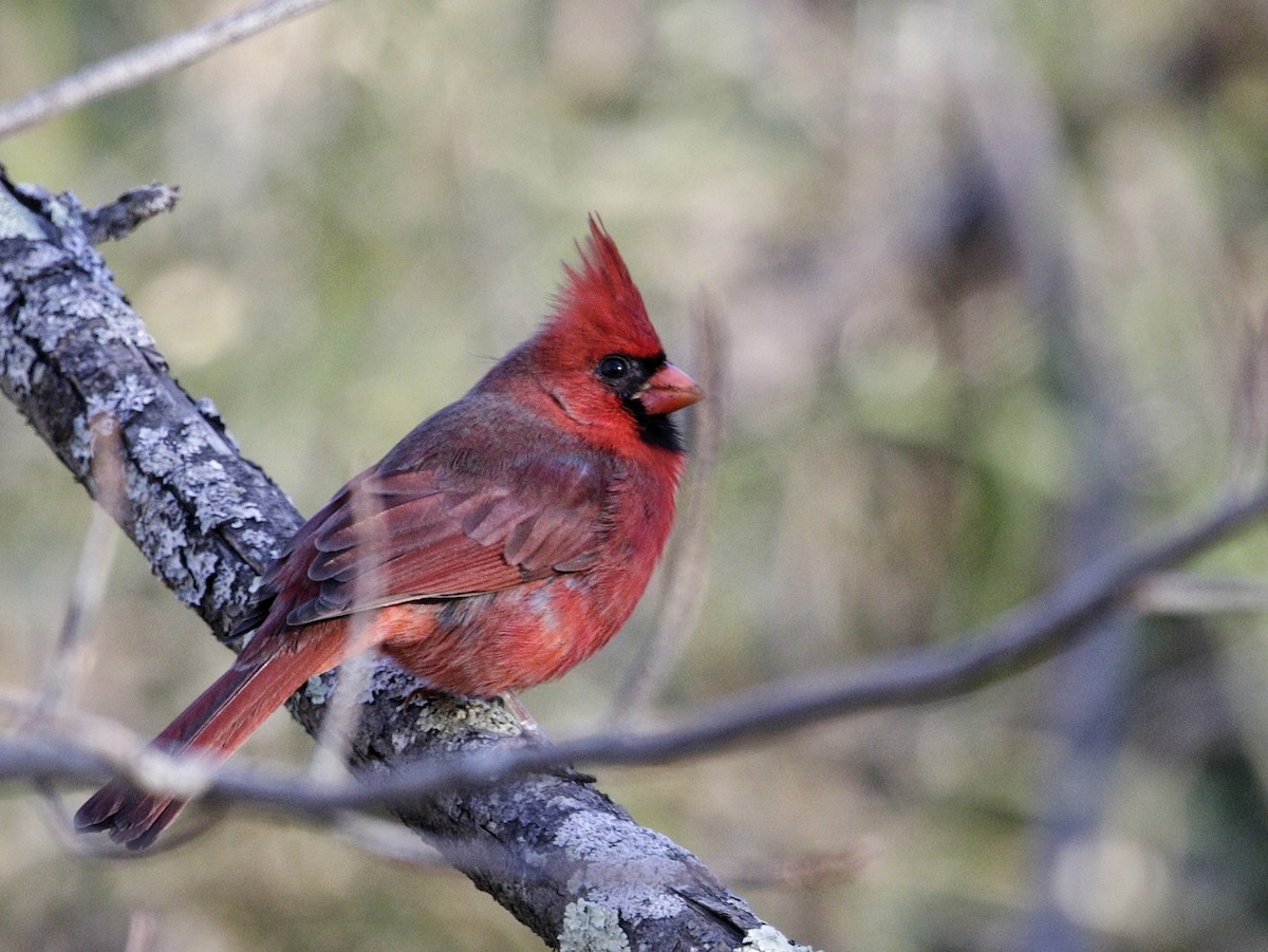 Northern Cardinal - ML496077201