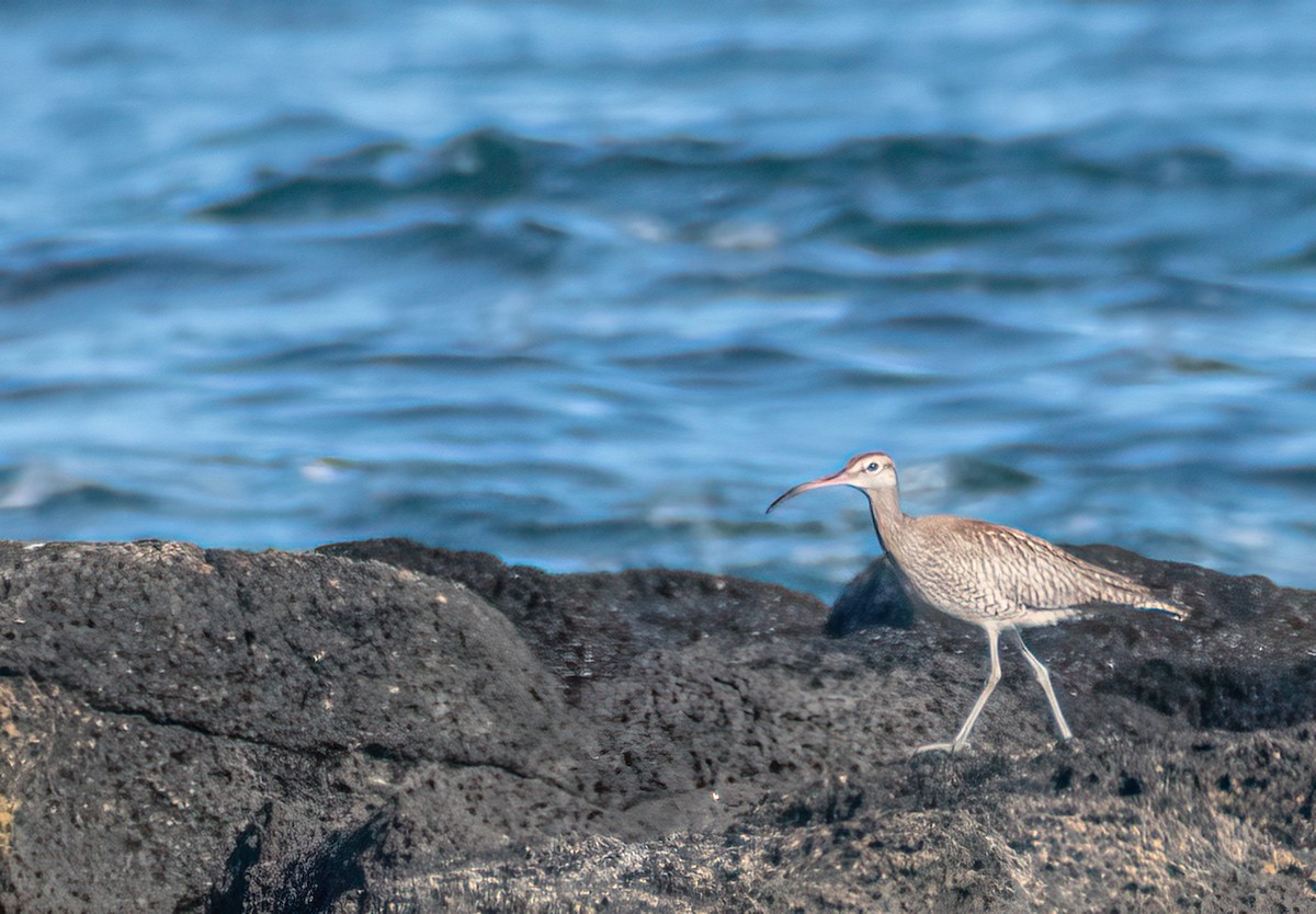 Whimbrel - Andrew Patterson