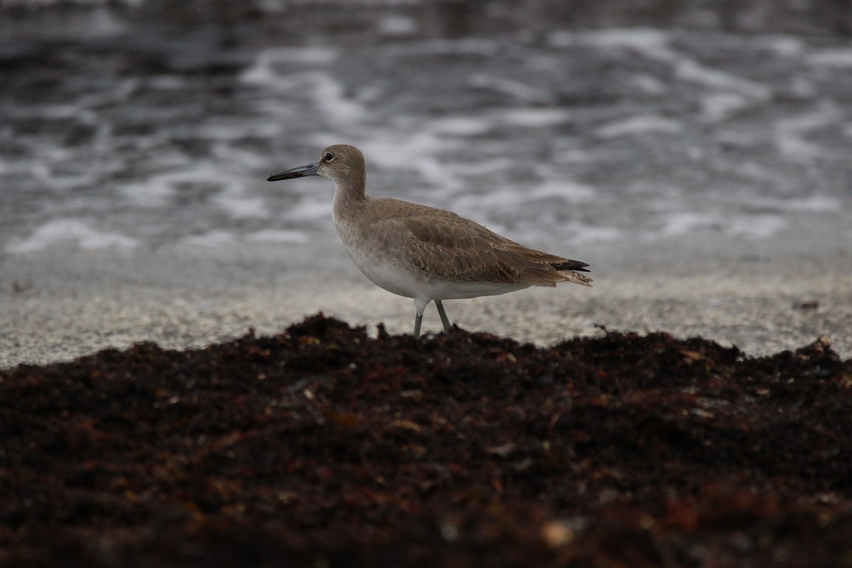 Willet - ML496079261