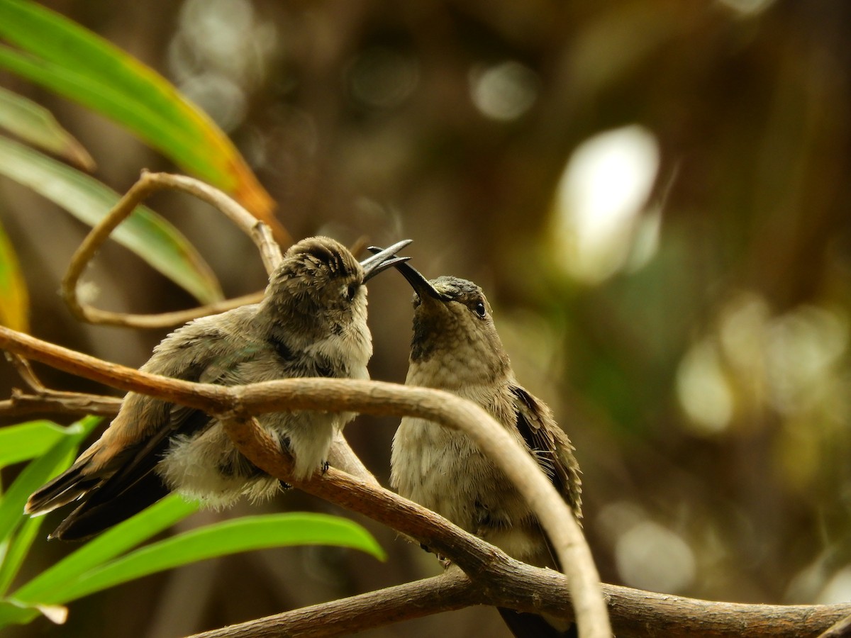 Oasis Hummingbird - Tomás De Ferari