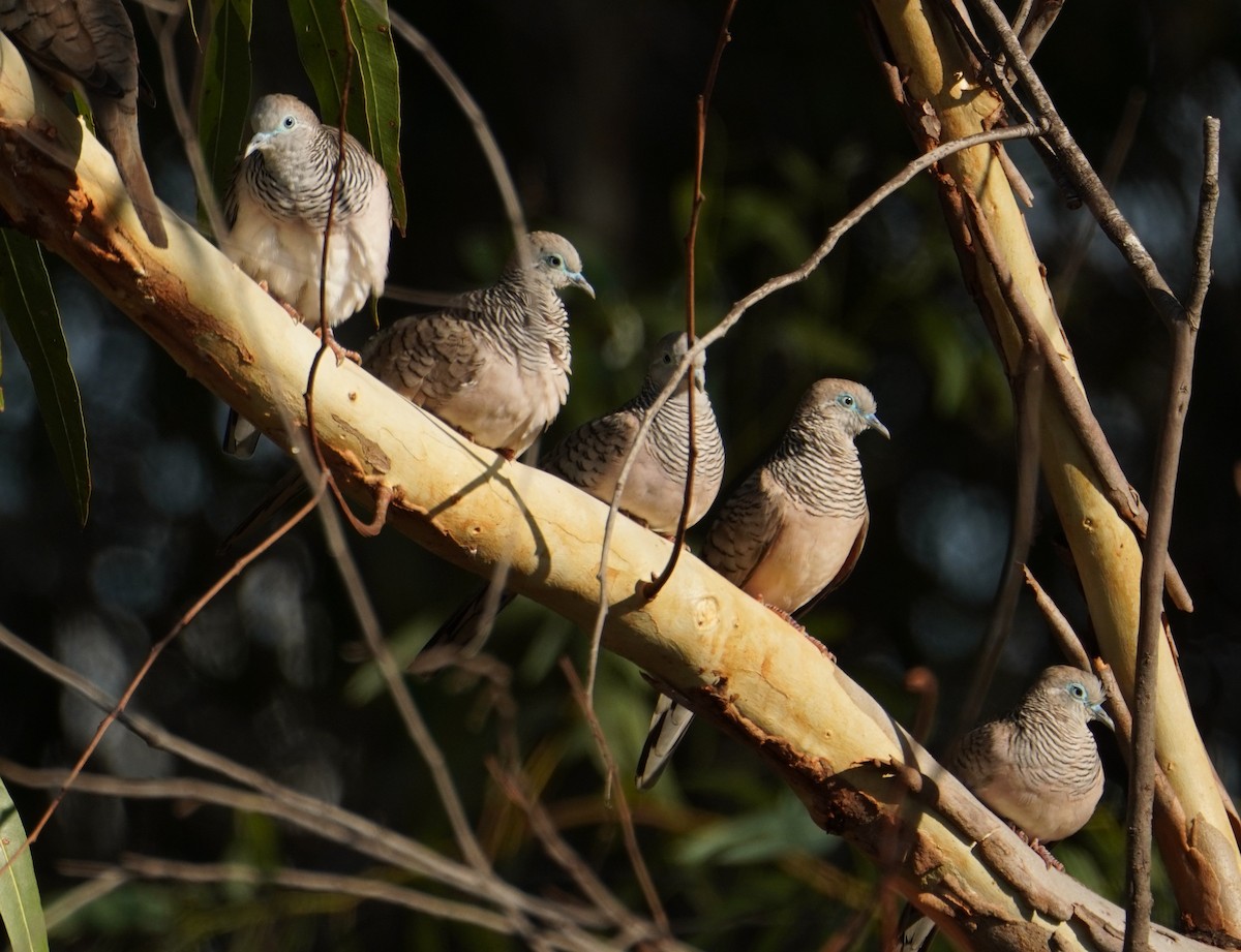 Peaceful Dove - Samantha Duffy