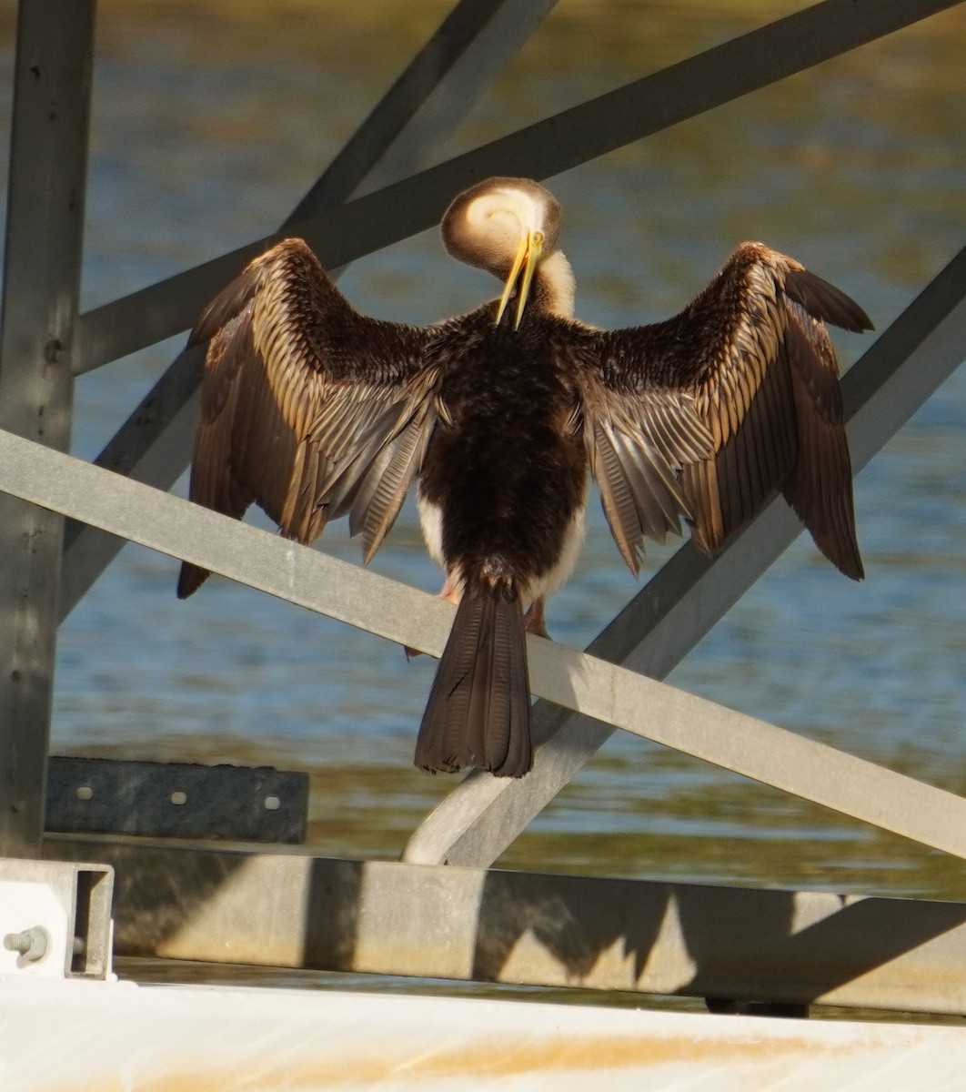 Anhinga d'Australie - ML496080751