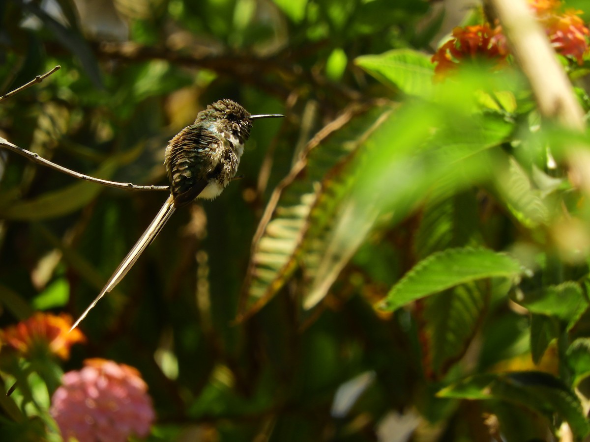 Peruvian Sheartail - Tomás De Ferari