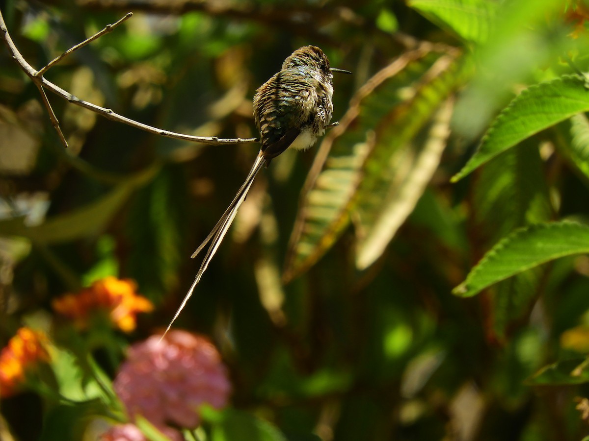 Peruvian Sheartail - Tomás De Ferari