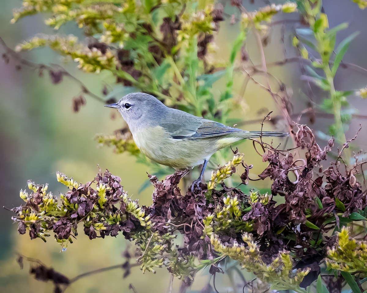 Orange-crowned Warbler - ML496081401