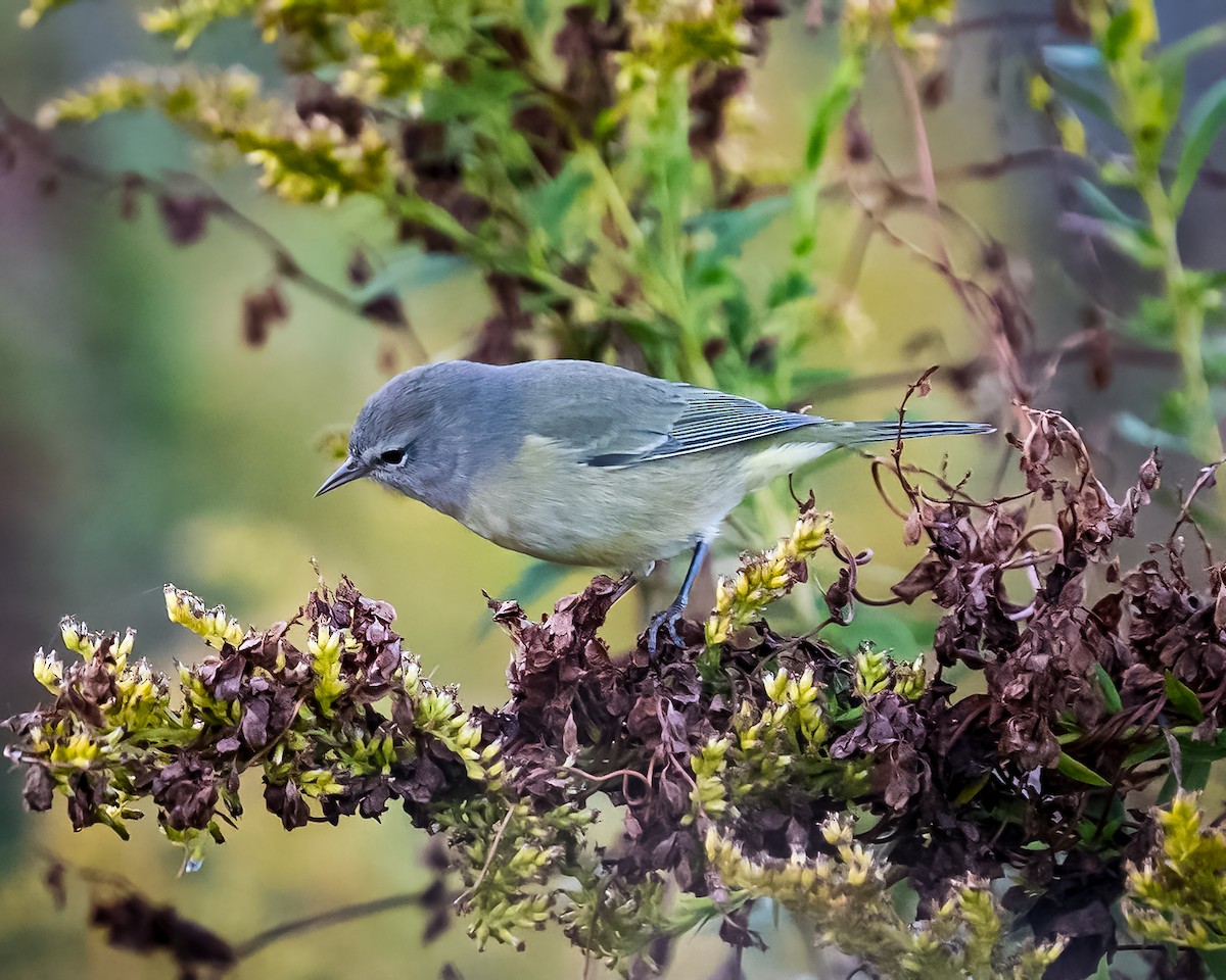 Orange-crowned Warbler - ML496081411