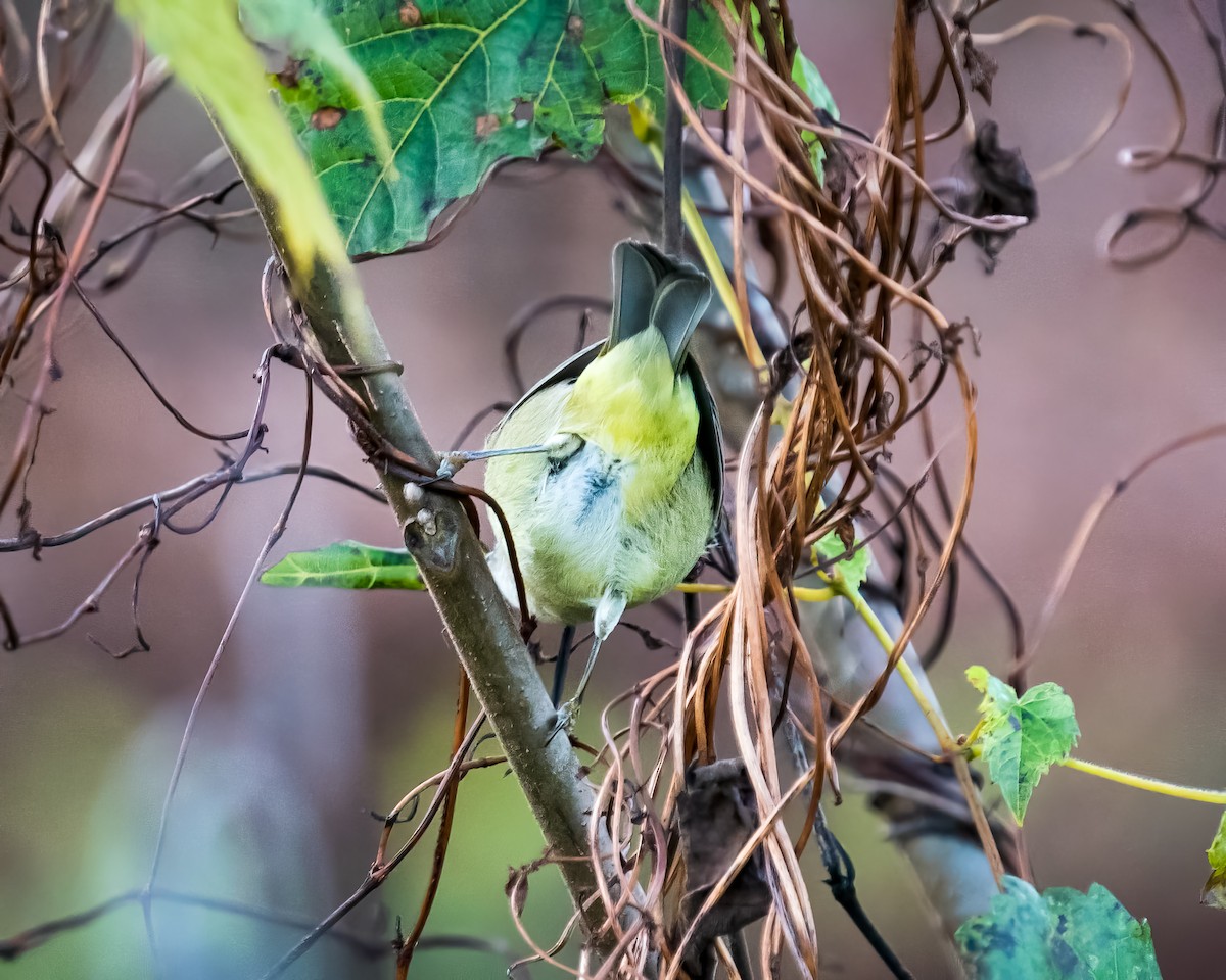 Orange-crowned Warbler - Tim Frye