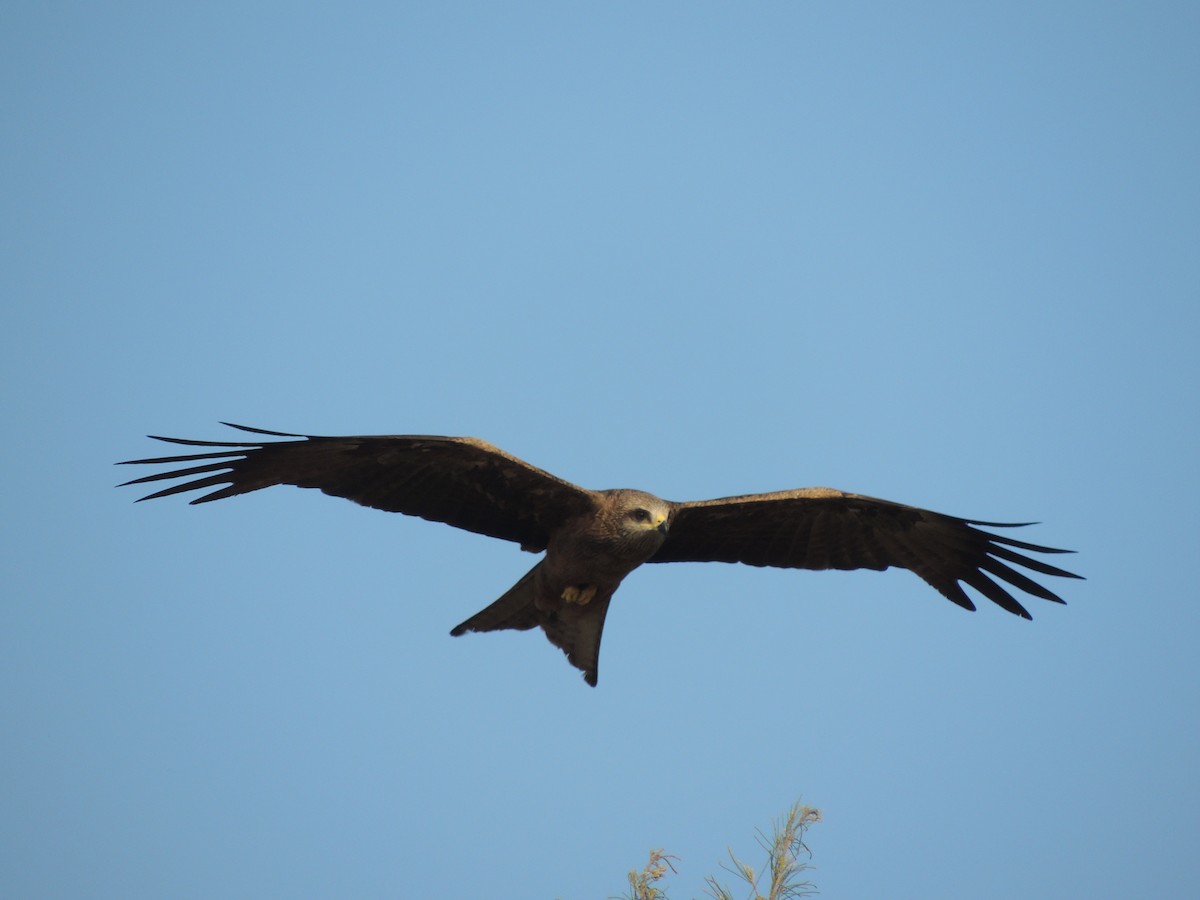 Black Kite - ML49608281