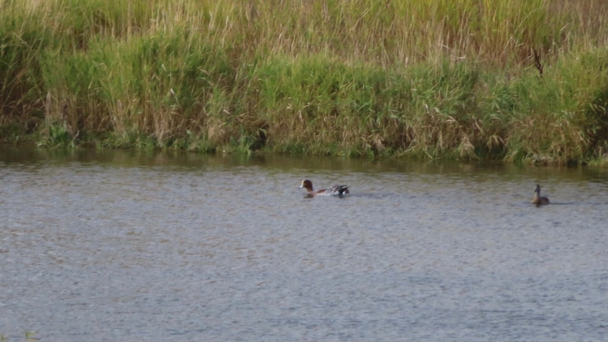 Eurasian Wigeon - ML496083281