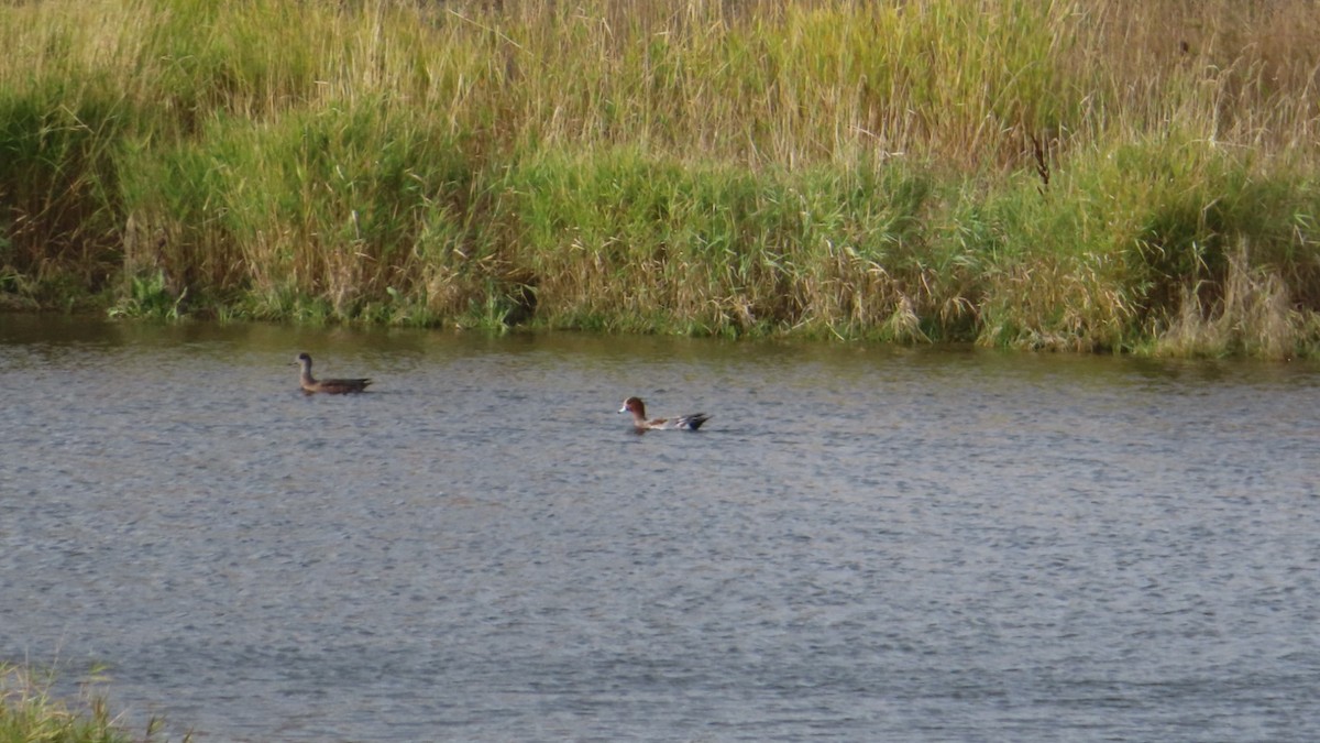 Eurasian Wigeon - ML496083291