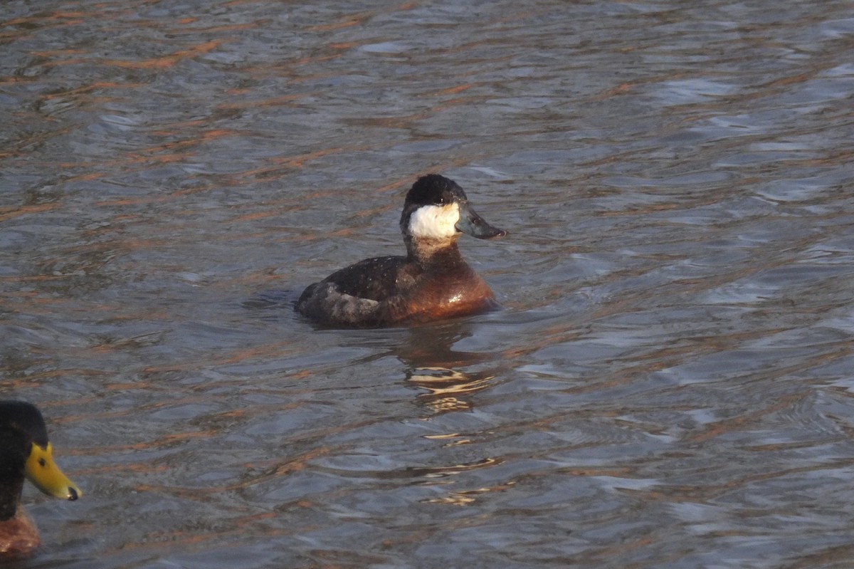 Ruddy Duck - Anonymous