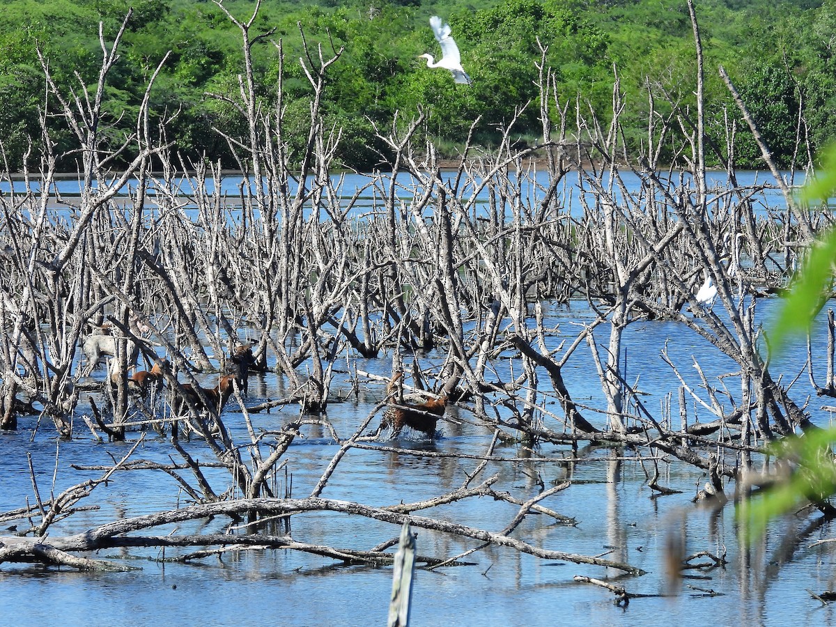 Great Egret - ML496083831